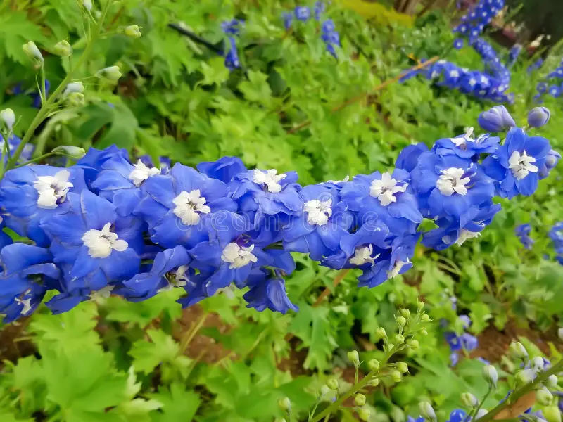 Eranthemum bleu
